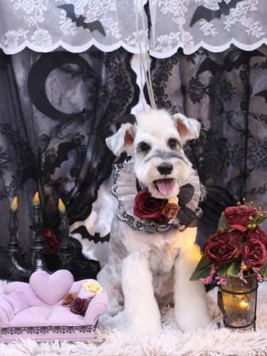 20231010イブくん